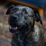 Entry image for Lucy