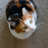 Entry image for Pumpkin (a.k.a. "Spunky")