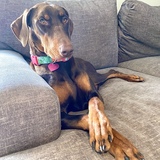 Entry image for Nova