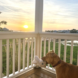 Entry image for Muse