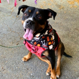 Entry image for Cerca