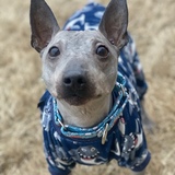 Entry image for Nigel 