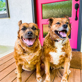 Entry image for Yogi and Lana