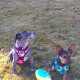 Entry image for Samantha and Maximus