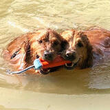 Entry image for Maverick and Jasper