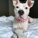 Entry image for Lilo