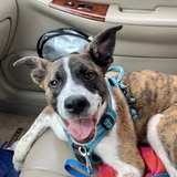 Entry image for Norman