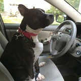 Entry image for Blossom 