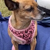 Entry image for Dazy