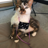 Entry image for Arlo Beamer