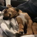 Entry image for Oliver Twist