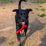 Entry image for Penny