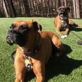 Entry image for Bruno and Chloe