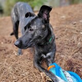 Entry image for Auri