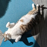 Entry image for Jack (formerly Postman Pat)