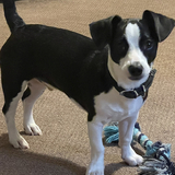 Entry image for Colonel Hathi aka Dallas