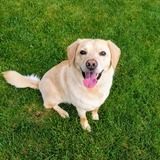 Entry image for Skipper