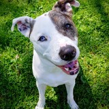 Entry image for Barley