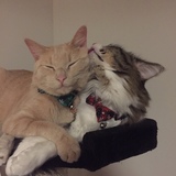 Entry image for Sunny and Gypsy