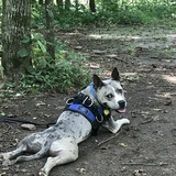 Entry image for Hank