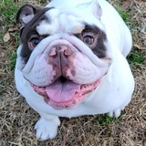 Entry image for Rocky Sylvester