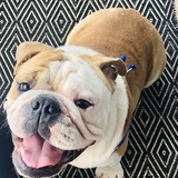 Entry image for Murphy