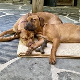 Entry image for Carmella and Coffee