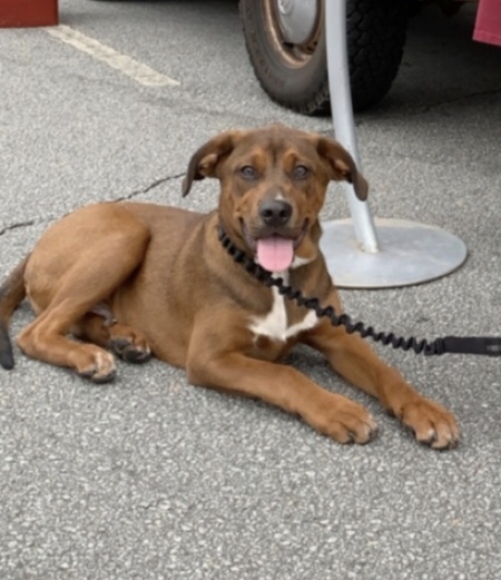 Entry image for Dax. Clicking this image will show a larger photo