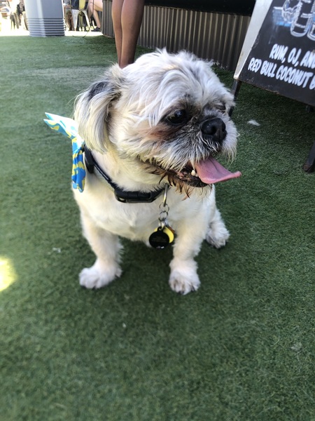 Entry image for Ducky. Clicking this image will show a larger photo