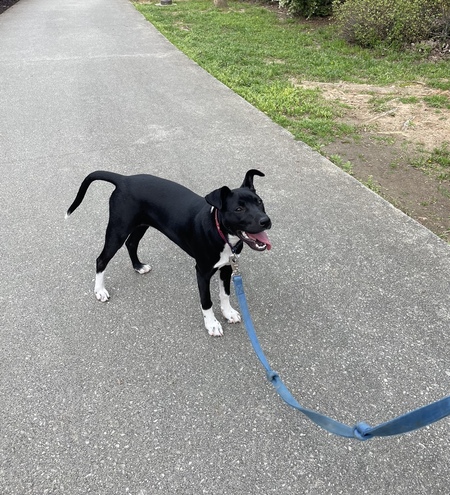 Entry image for Maggie. Clicking this image will show a larger photo