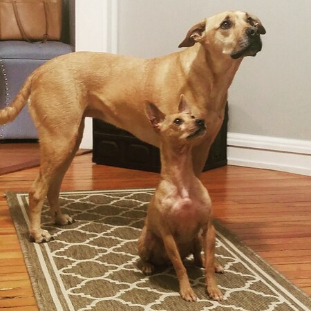 Entry image for Carmen & Fancy. Clicking this image will show a larger photo