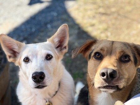 Entry image for Harvey and Pete. Clicking this image will show a larger photo