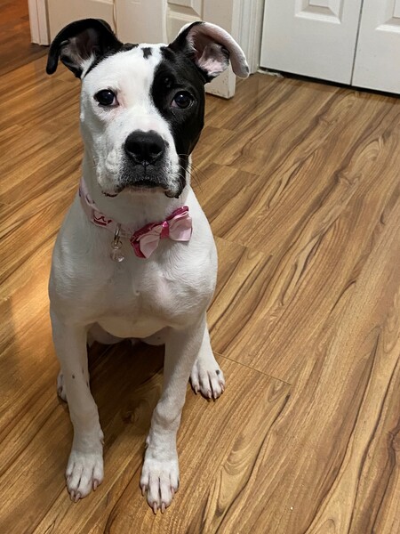 Entry image for Emmie. Clicking this image will show a larger photo