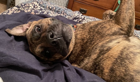 Entry image for Frankie Kafka. Clicking this image will show a larger photo