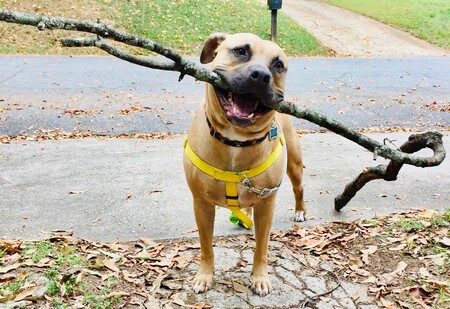 Entry image for Rico. Clicking this image will show a larger photo