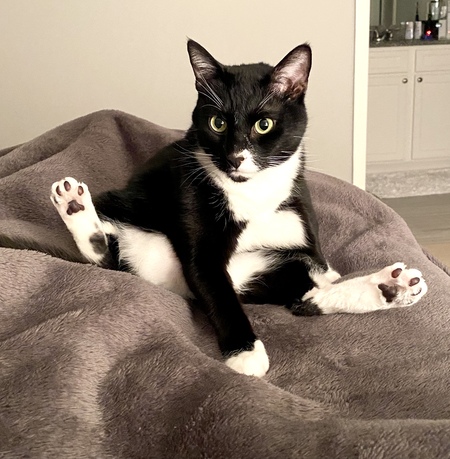 Entry image for Smooch. Clicking this image will show a larger photo