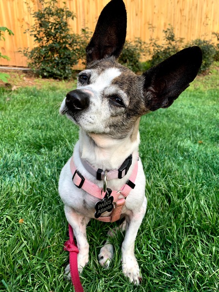 Entry image for Brie. Clicking this image will show a larger photo