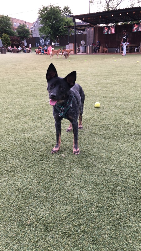 Entry image for Nymeria (Formerly Anubis). Clicking this image will show a larger photo