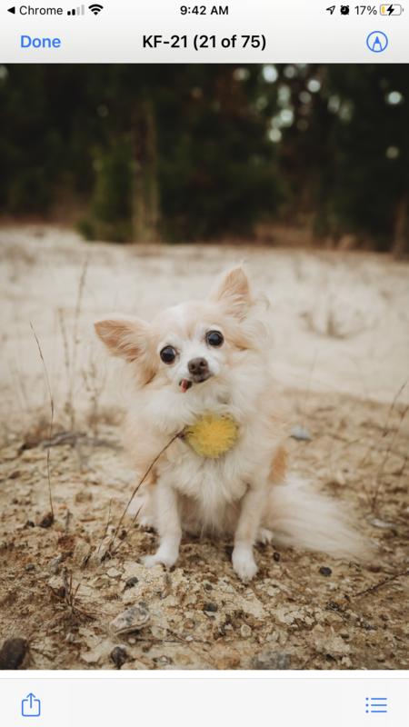 Entry image for Darcy. Clicking this image will show a larger photo