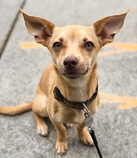 Entry image for Roux!. Clicking this image will show a larger photo