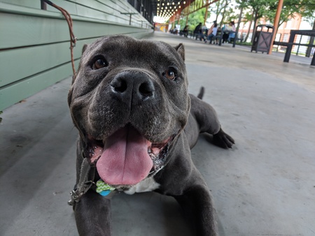 Entry image for Boris. Clicking this image will show a larger photo