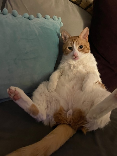 Entry image for Bean. Clicking this image will show a larger photo