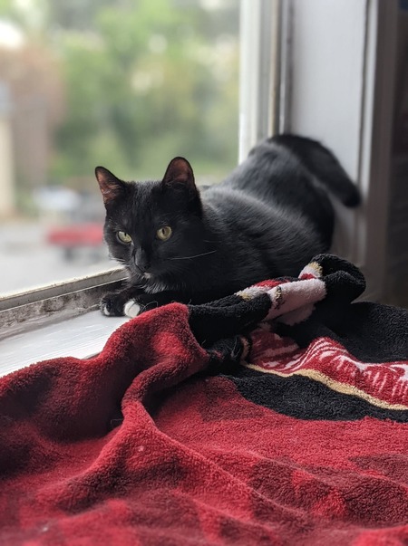 Entry image for Mollymauk Tealeaf. Clicking this image will show a larger photo