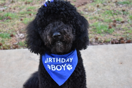 Entry image for Blackjack . Clicking this image will show a larger photo