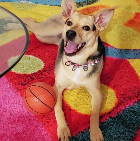 Entry image for Shelby (Formerly December). Clicking this image will show a larger photo