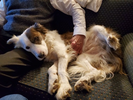 Entry image for Scout. Clicking this image will show a larger photo