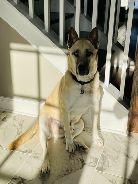 Entry image for Zeus. Clicking this image will show a larger photo