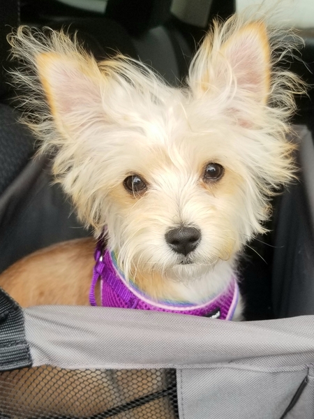 Entry image for LOLA. Clicking this image will show a larger photo