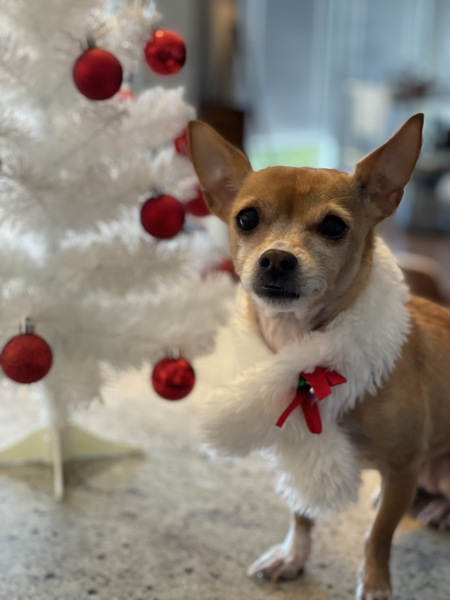 Entry image for Lilly. Clicking this image will show a larger photo