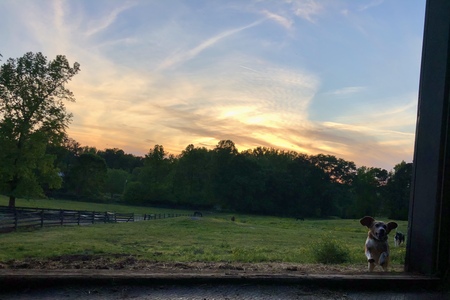 Entry image for Cornpup. Clicking this image will show a larger photo